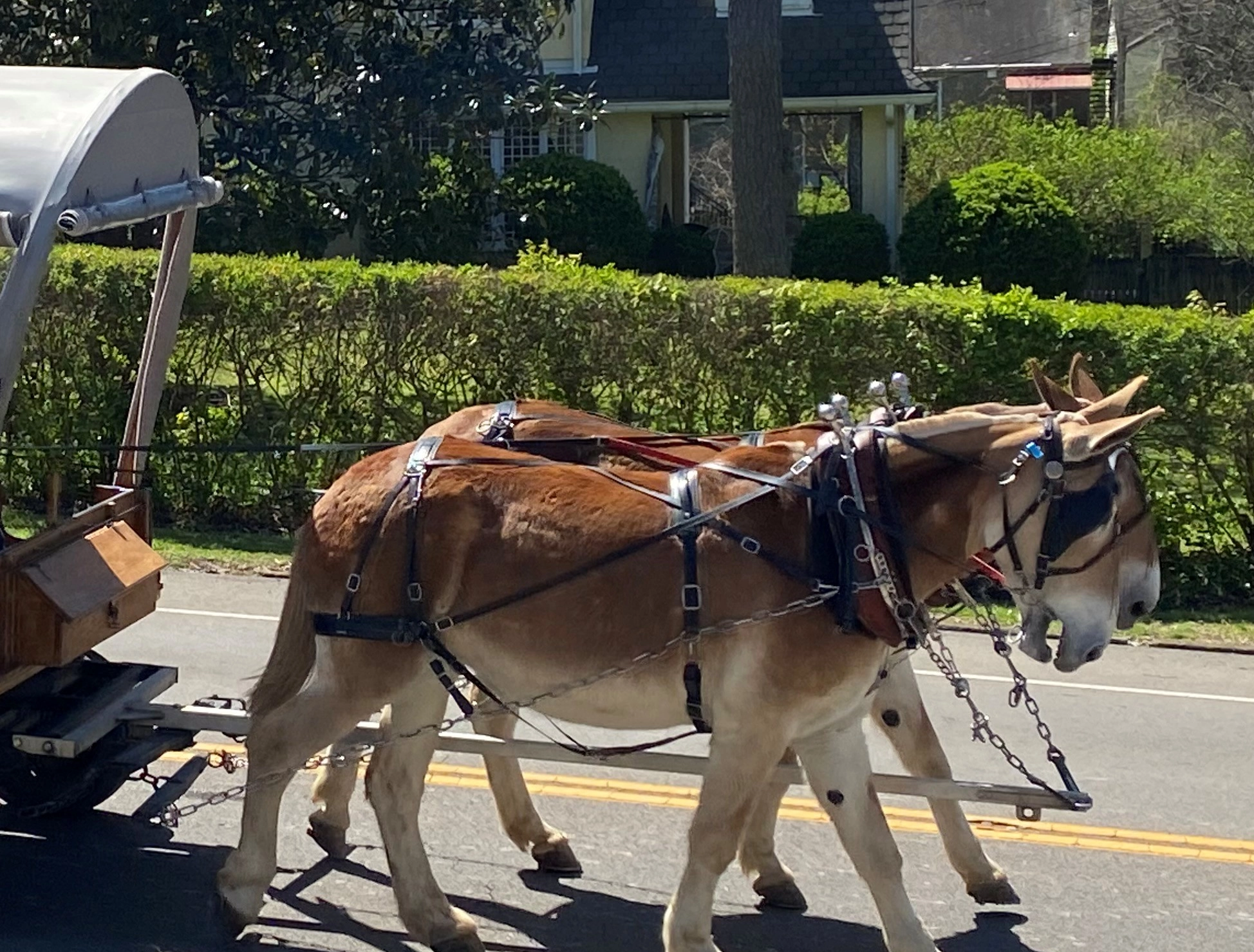 mule-parade-3-cropped